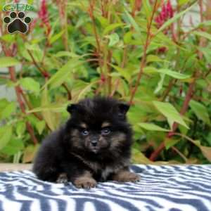 Trinity, Pomeranian Puppy